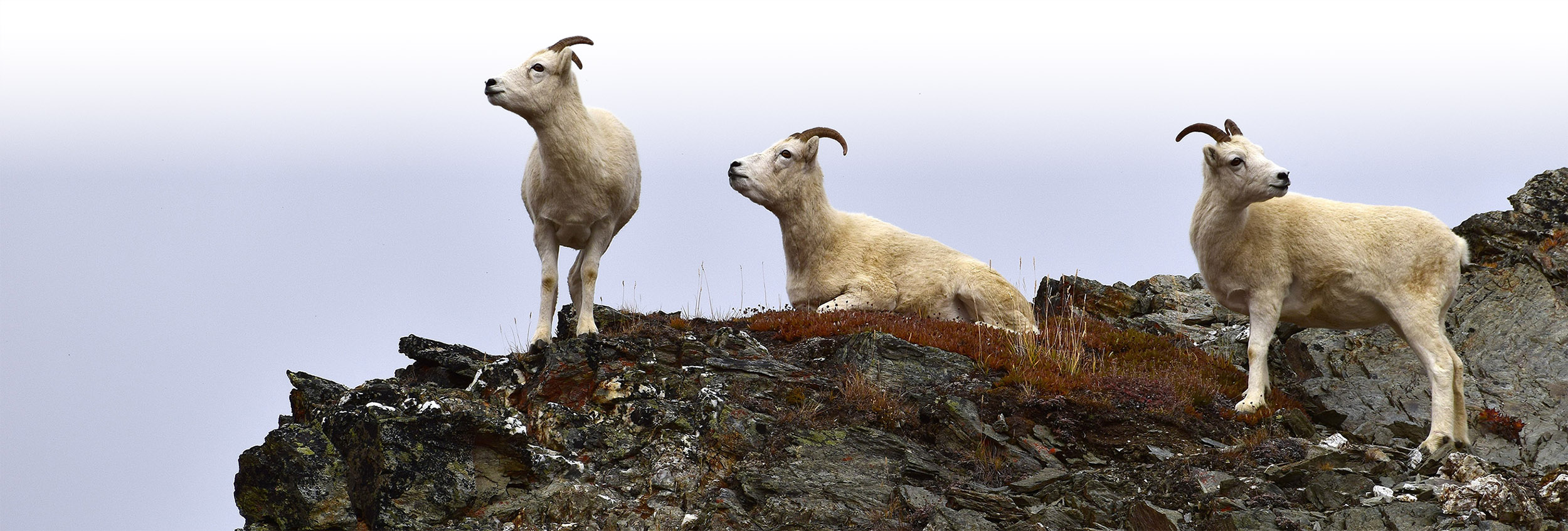 Dall's sheep ewes
